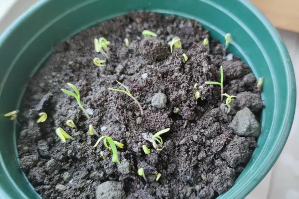 麦秆菊的养殖方法,生长期可以每隔三天浇水一次