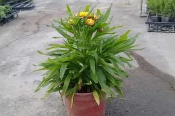 麦秆菊的养殖方法,生长期可以每隔三天浇水一次