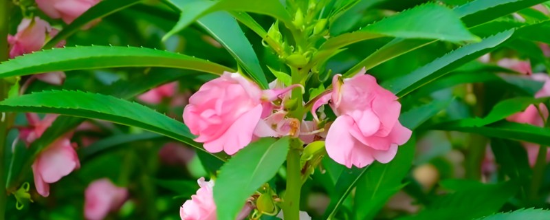 凤仙花怎么种植，种子发芽后提供散射光