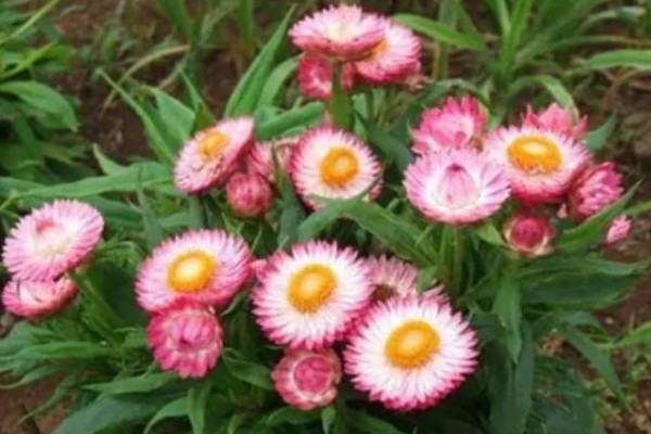 麦秆菊的养殖方法,生长期可以每隔三天浇水一次