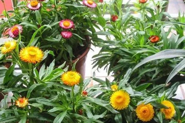 麦秆菊的养殖方法,生长期可以每隔三天浇水一次