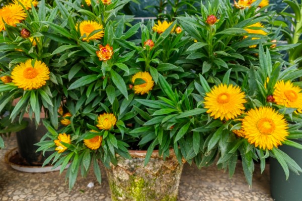 麦秆菊的养殖方法,生长期可以每隔三天浇水一次