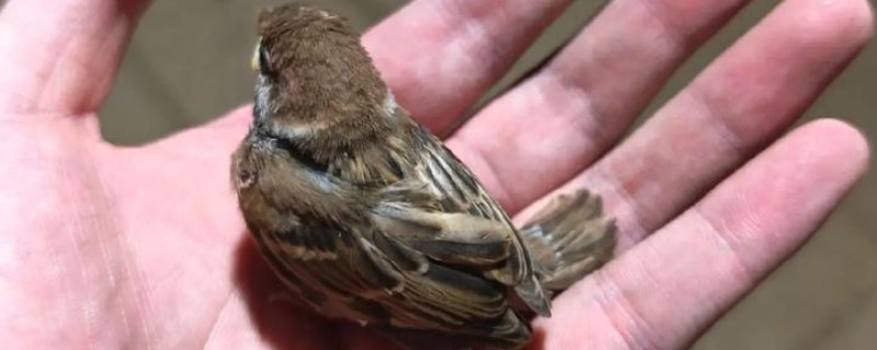 麻雀幼鸟怎么喂养，一般每次喂5ml食物