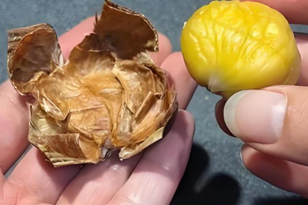 云南板栗的成熟时间,一般为7月下旬至8月初