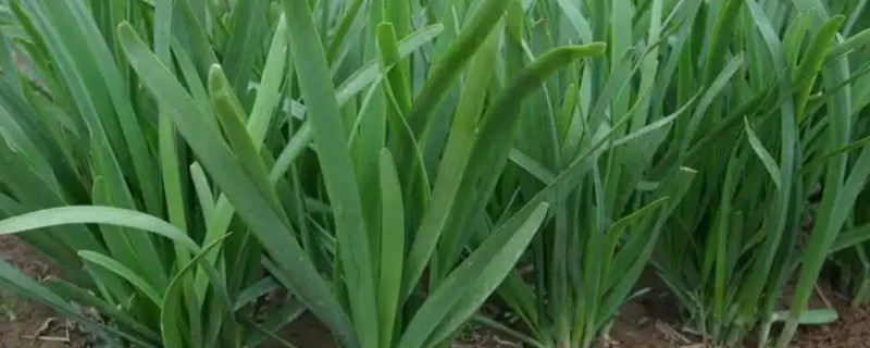 韭菜如何种植，幼苗长到10厘米时追施粪肥