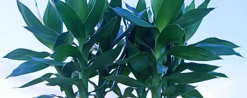 荷花竹怎么水培，生根后不宜换水