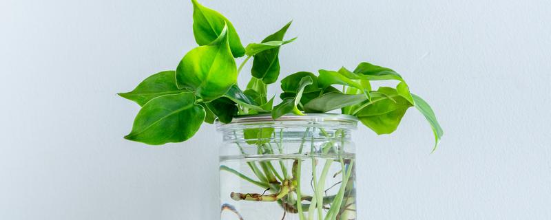 阿司匹林能浇绿萝吗，可以用来浇绿萝