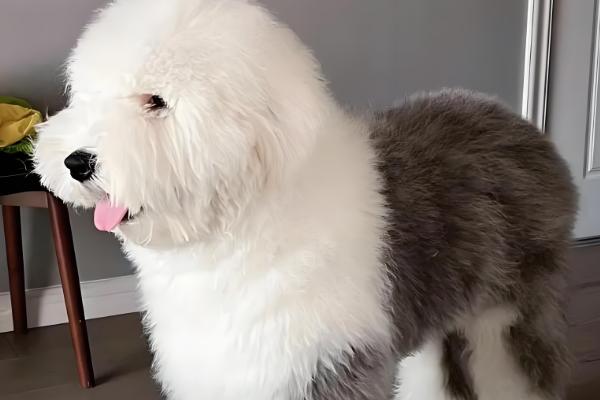 古牧犬的智商高吗,在同类狗中都是非常高的