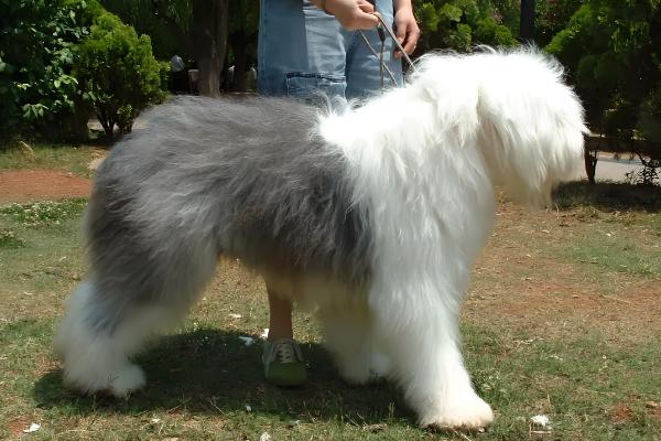 古牧犬的智商高吗,在同类狗中都是非常高的