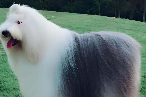 古牧犬的智商高吗,在同类狗中都是非常高的