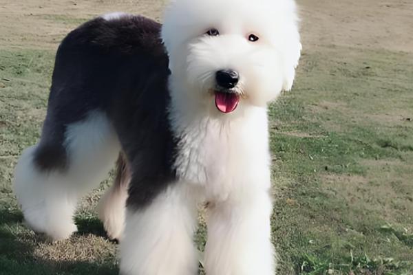 古牧犬的智商高吗,在同类狗中都是非常高的