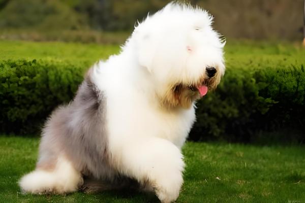 古牧犬的智商高吗,在同类狗中都是非常高的