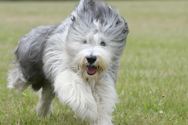 古牧犬的智商高吗,在同类狗中都是非常高的
