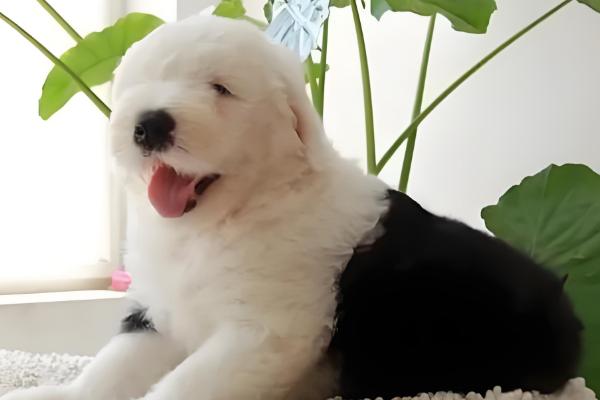 古牧犬的智商高吗,在同类狗中都是非常高的