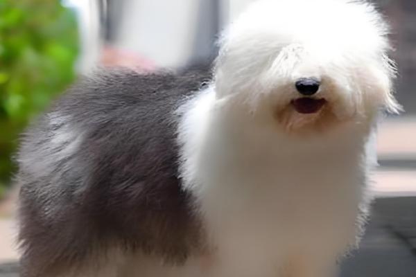 古牧犬的智商高吗,在同类狗中都是非常高的