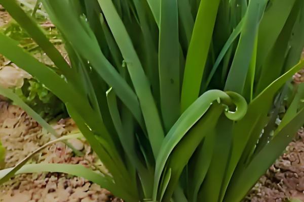 哪些蔬菜不用打理,常见韭菜、豆角等品种