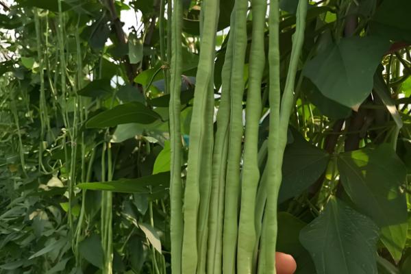 哪些蔬菜不用打理,常见韭菜、豆角等品种