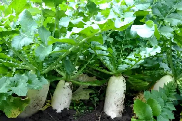 哪些蔬菜不用打理,常见韭菜、豆角等品种