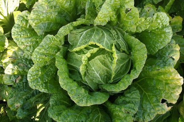 哪些蔬菜不用打理,常见韭菜、豆角等品种