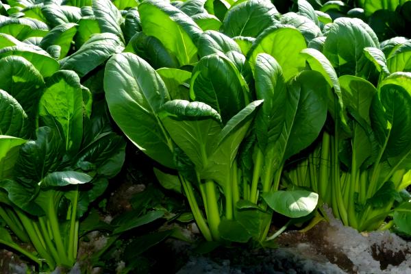 哪些蔬菜不用打理,常见韭菜、豆角等品种