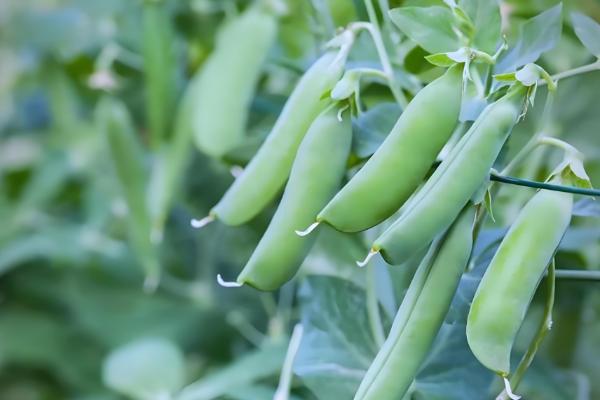 哪些蔬菜不用打理,常见韭菜、豆角等品种