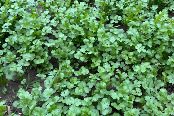 哪些蔬菜不用打理,常见韭菜、豆角等品种