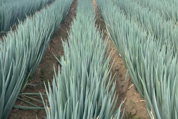 哪些蔬菜不用打理,常见韭菜、豆角等品种