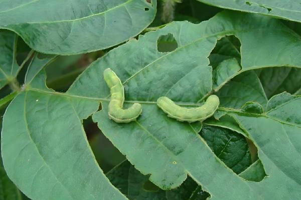 种植蔬菜的技巧，种子与泥土混匀再撒播
