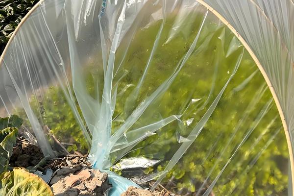 种植蔬菜的技巧，种子与泥土混匀再撒播