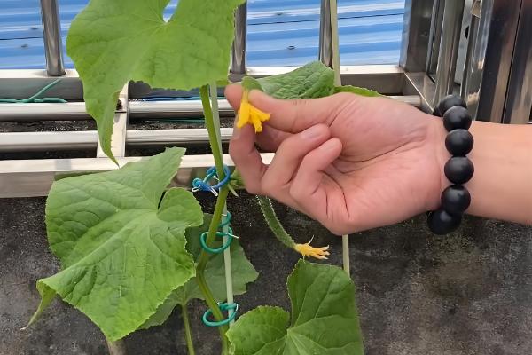 种植蔬菜的技巧，种子与泥土混匀再撒播