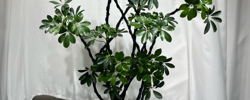 鸭掌树的寓意是什么，寓意家庭和睦、团团圆圆等