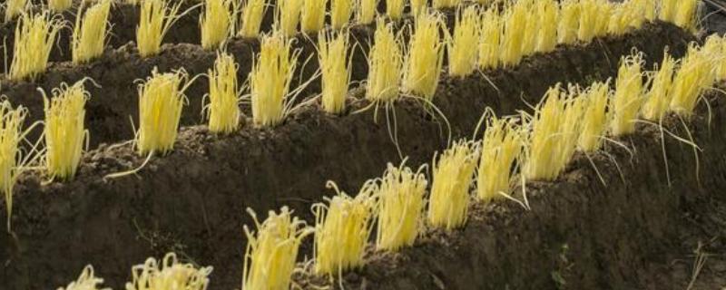 韭黄怎么种植，幼苗长出3片真叶间苗一次