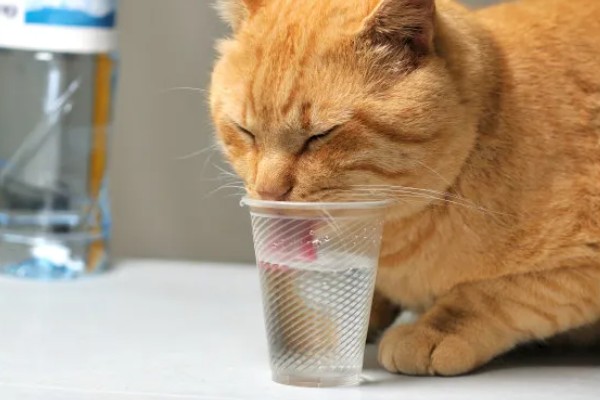 猫咪尿不出来的原因,可能是饮水、食物、猫咪的身体有问题