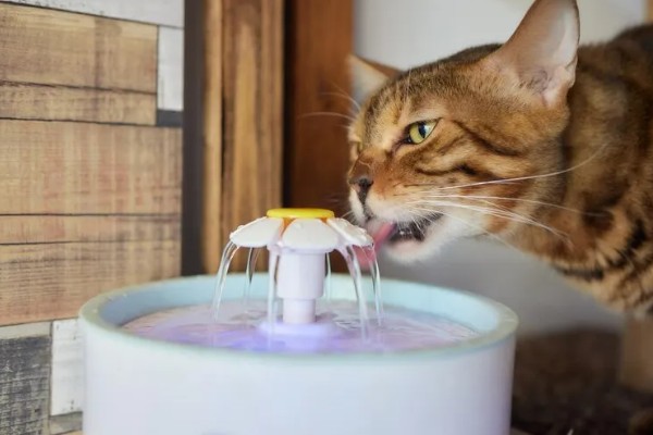 猫咪尿不出来的原因,可能是饮水、食物、猫咪的身体有问题