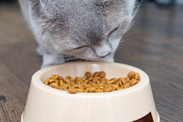 猫咪尿不出来的原因,可能是饮水、食物、猫咪的身体有问题