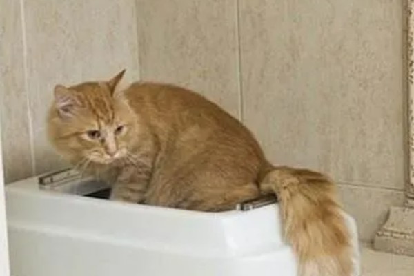 猫咪尿不出来的原因,可能是饮水、食物、猫咪的身体有问题