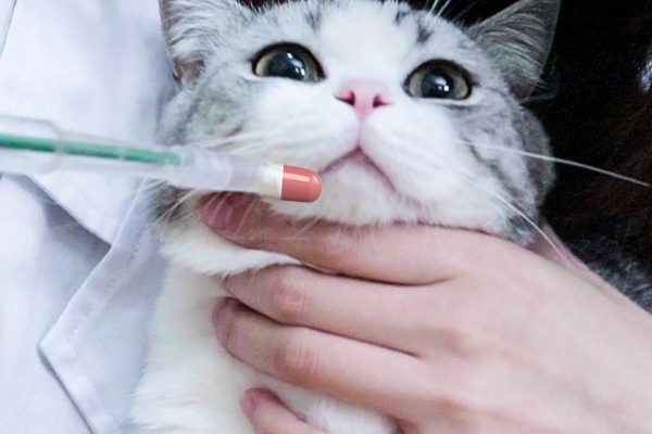 猫咪尿不出来的原因,可能是饮水、食物、猫咪的身体有问题