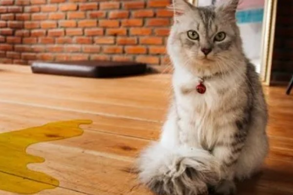 猫咪尿不出来的原因,可能是饮水、食物、猫咪的身体有问题