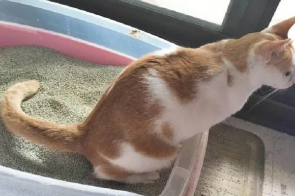 猫咪尿不出来的原因,可能是饮水、食物、猫咪的身体有问题