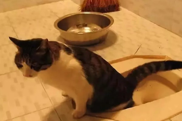猫咪尿不出来的原因,可能是饮水、食物、猫咪的身体有问题