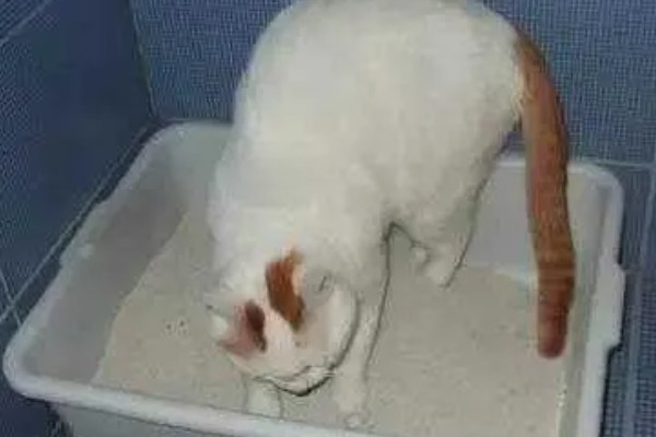 猫咪尿不出来的原因,可能是饮水、食物、猫咪的身体有问题