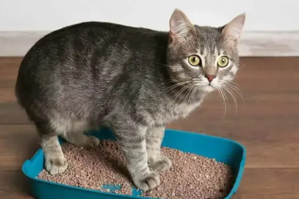 猫咪尿不出来的原因,可能是饮水、食物、猫咪的身体有问题