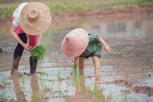 插秧的方式，秧苗插入后要及时灌水