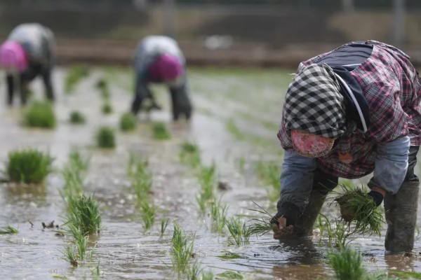 插秧的方式，秧苗插入后要及时灌水