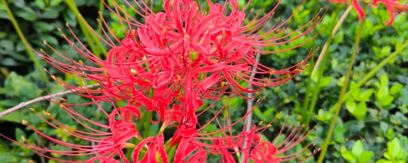 彼岸花与石蒜花有什么区别，彼岸花属于石蒜花里面的一个品种