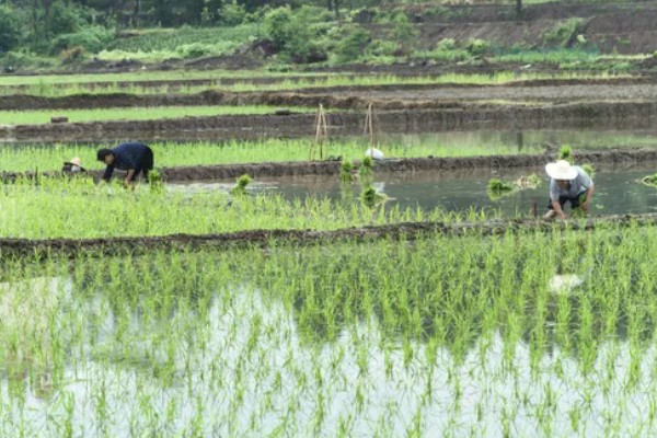 插秧的方式，秧苗插入后要及时灌水