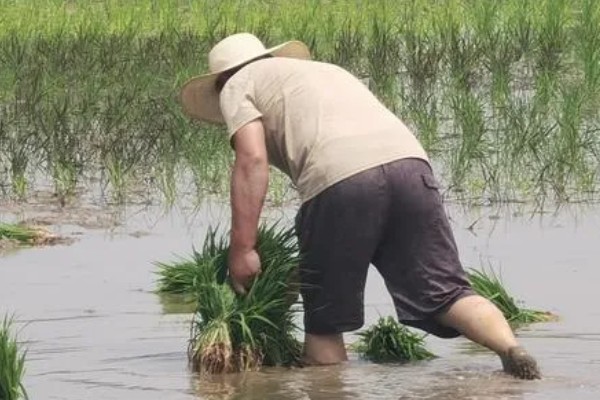 插秧的方式，秧苗插入后要及时灌水