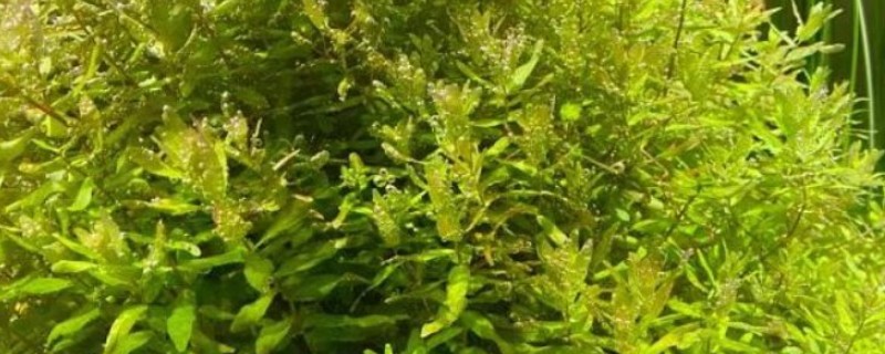 绿蝴蝶水草好不好养，难度一般需满足生长条件