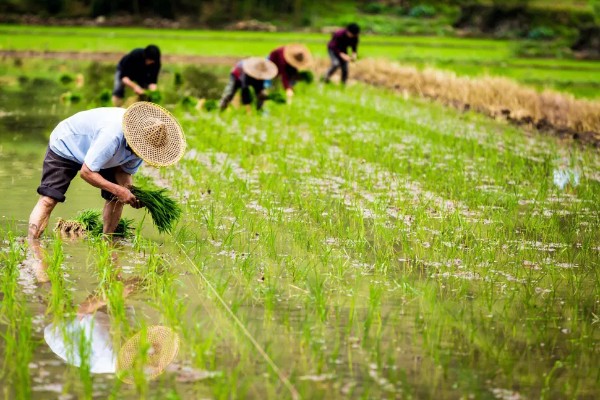 插秧的方式，秧苗插入后要及时灌水