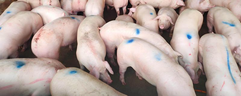 有哪些猪种品种，分为瘦肉型、脂肪型和兼用型